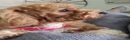Yorkiepoo dogs for sale: Lolly - Ad 7