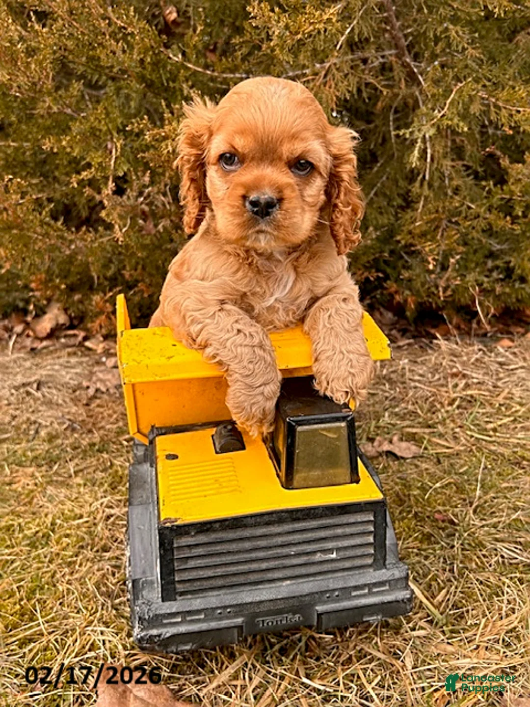 English Cocker Spaniel dogs for sale: Mickey - Ad 2