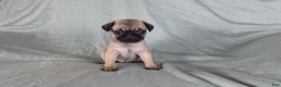 Pug dogs for sale: Bandit - Ad 2