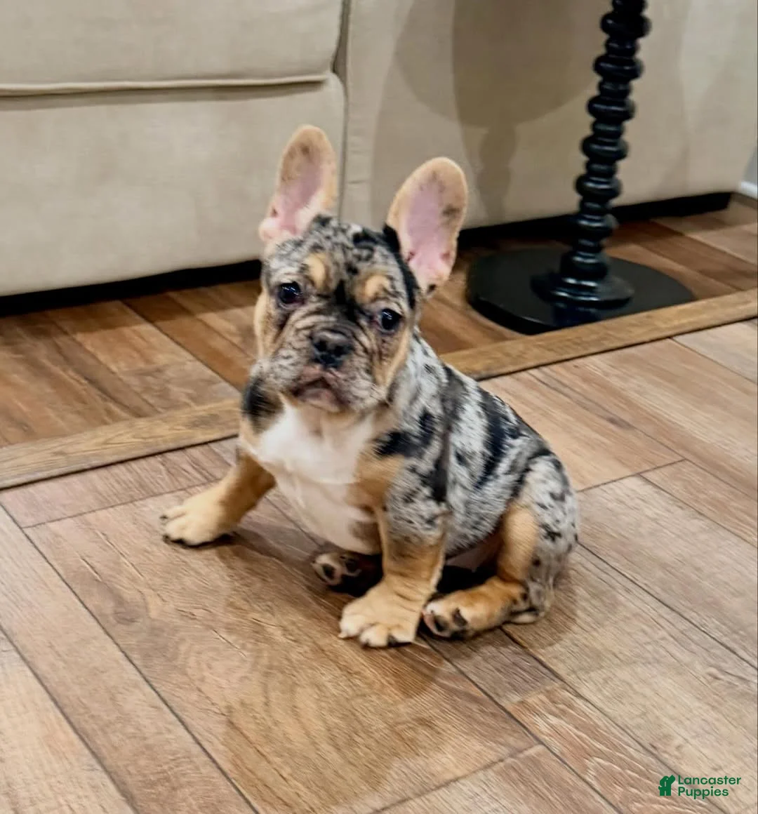 French Bulldog dogs for sale: French Bulldog Puppy 3 - Ad 2