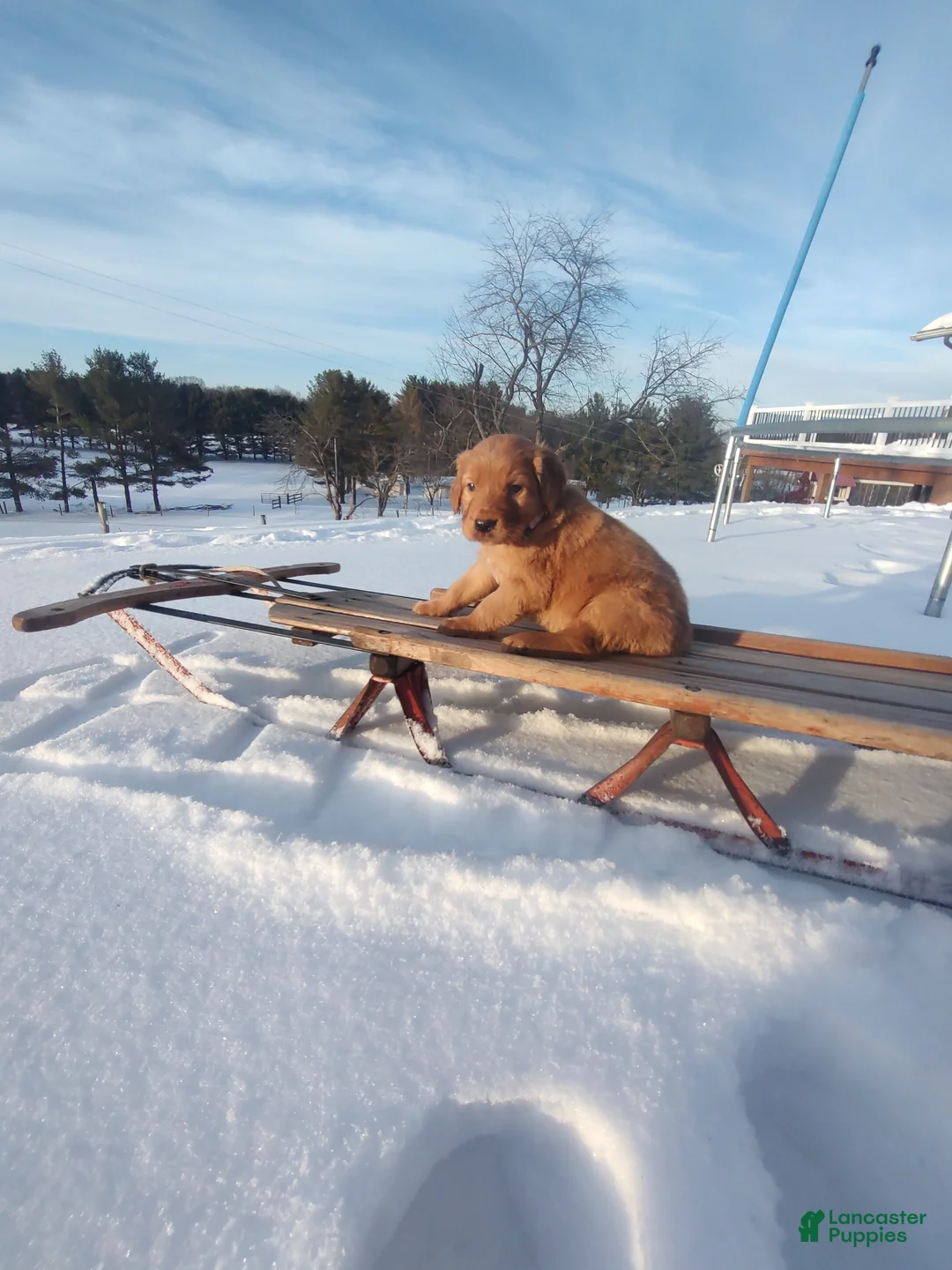 Mixed Breed dogs for sale: Roxanne  - Ad 2