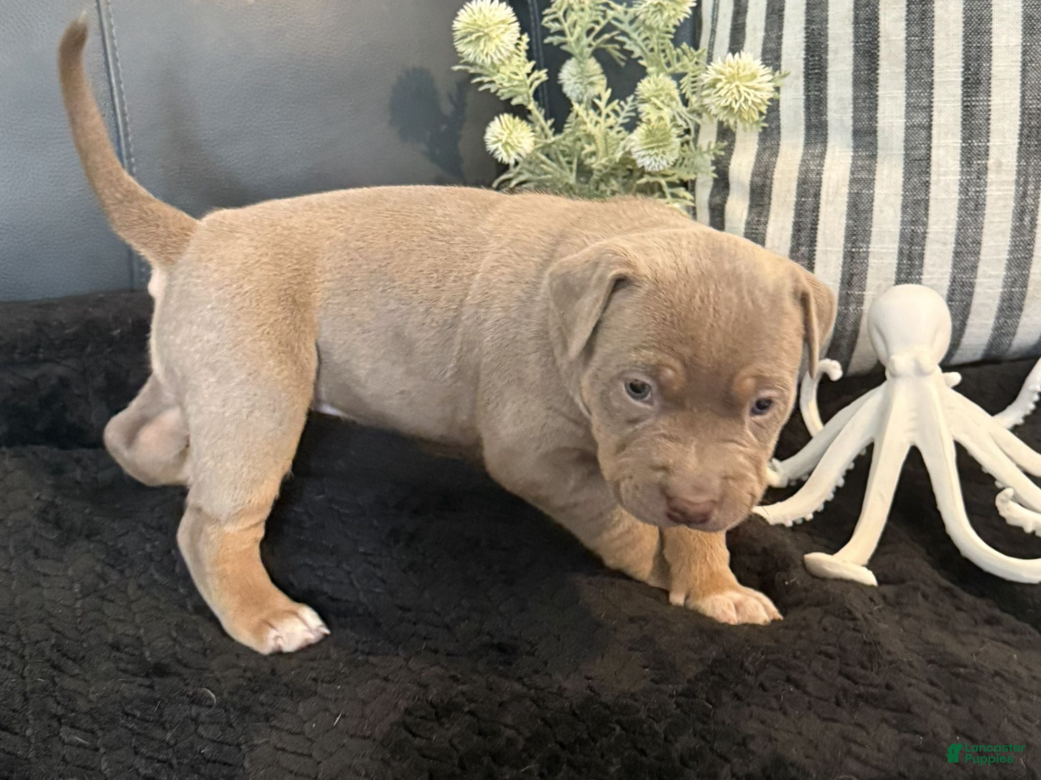 American Bully dogs Marina - Ad 1