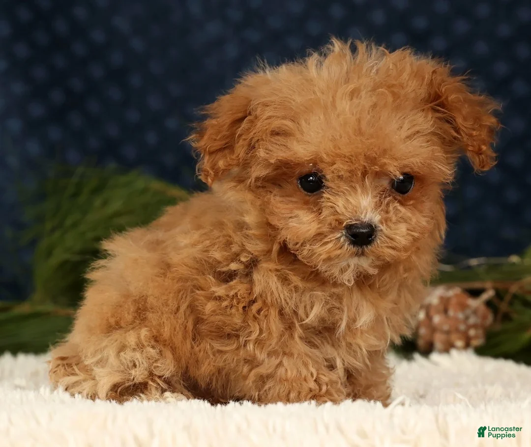 Havapoo dogs for sale: Ulysses - Ad 4