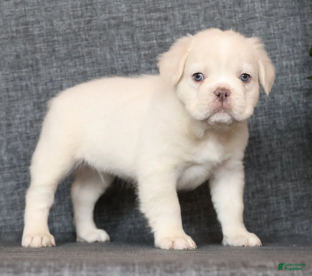 French Bulldog dogs for sale: Scout Fluffy Platinum - Ad 2