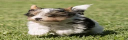 Biewer Terrier dogs for sale: Bennie Biewer Terrier  - Ad 4