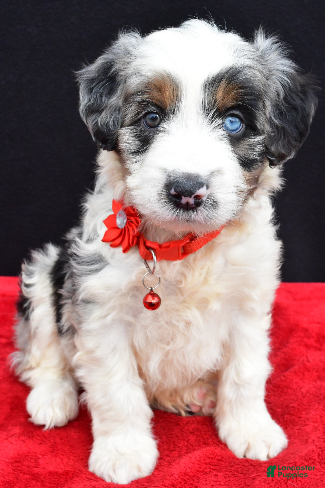 Mini Aussiedoodle dogs Wava  - Ad 2