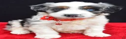 Mini Aussiedoodle dogs for sale: Wava  - Ad 7