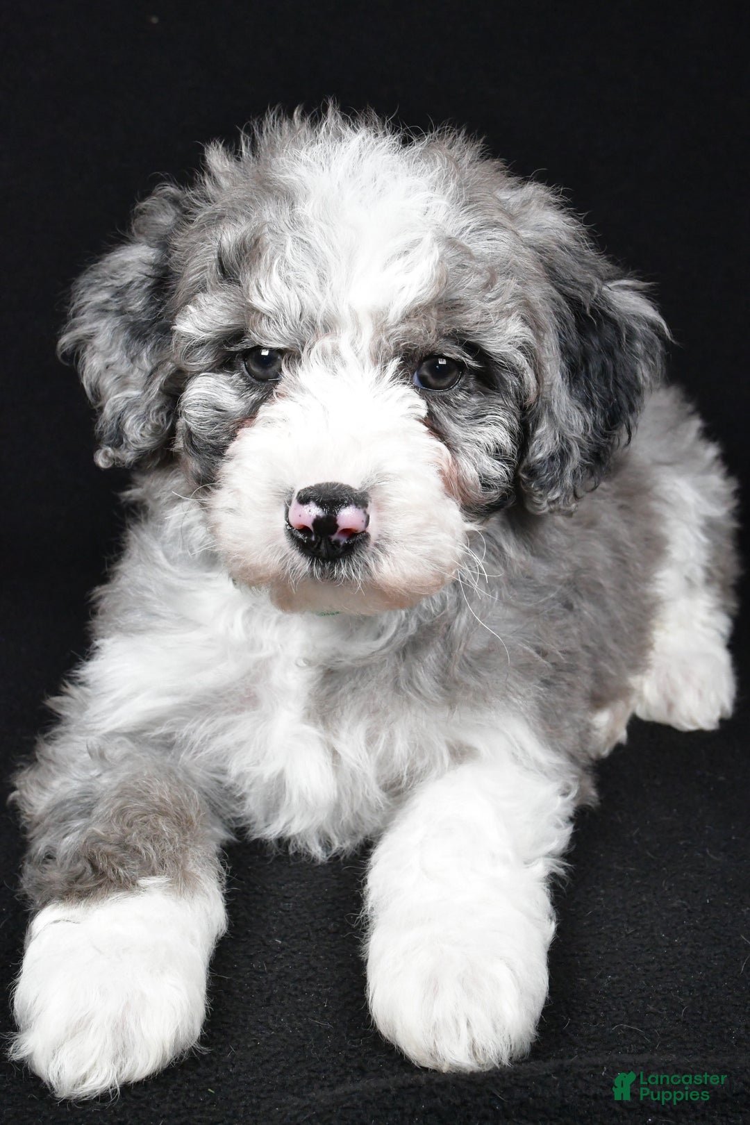 Sheepadoodle dogs for sale: Coco - Ad 4