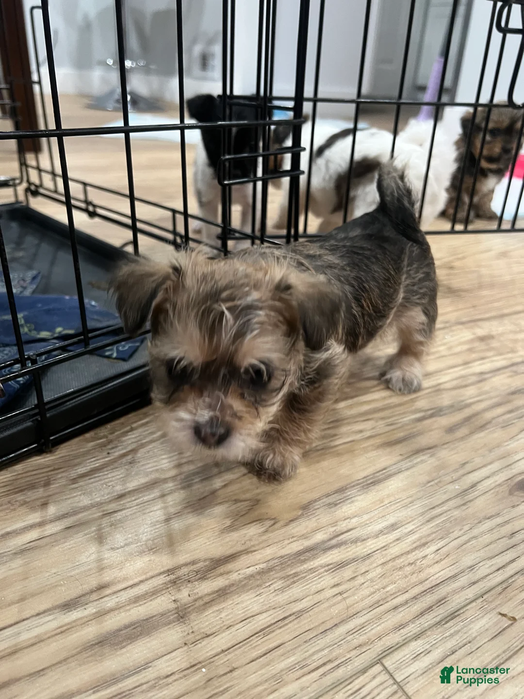 Morkie dogs for sale: Morkie Puppy 2 - Ad 2