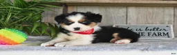 Australian Shepherd dogs for sale: Sparkey - Ad 2