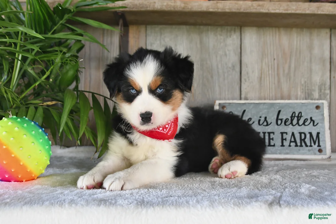 Australian Shepherd dogs for sale: Sparkey - Ad 2