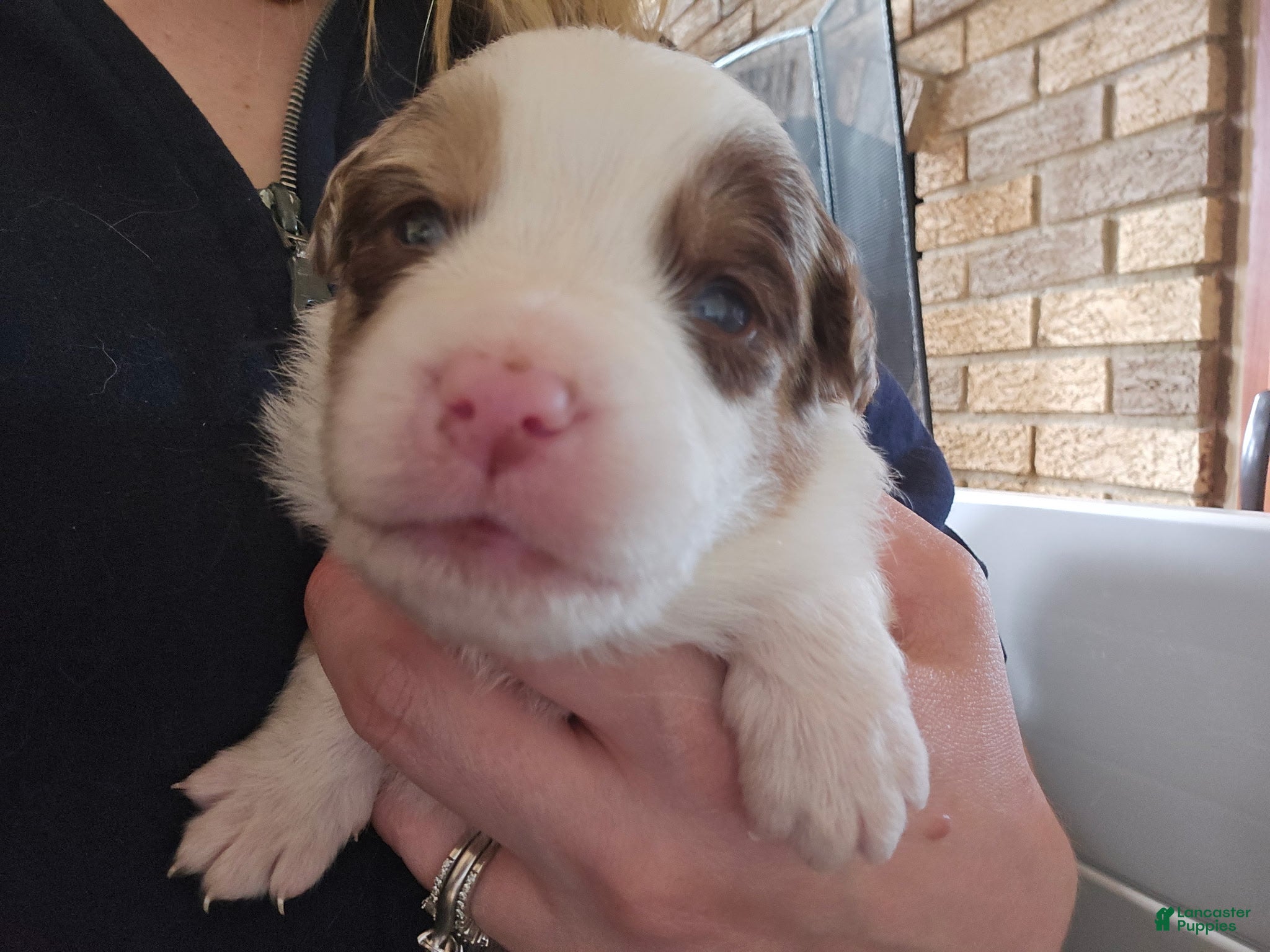 Australian Shepherd dogs Australian Shepherd Puppy 6 - Ad 26