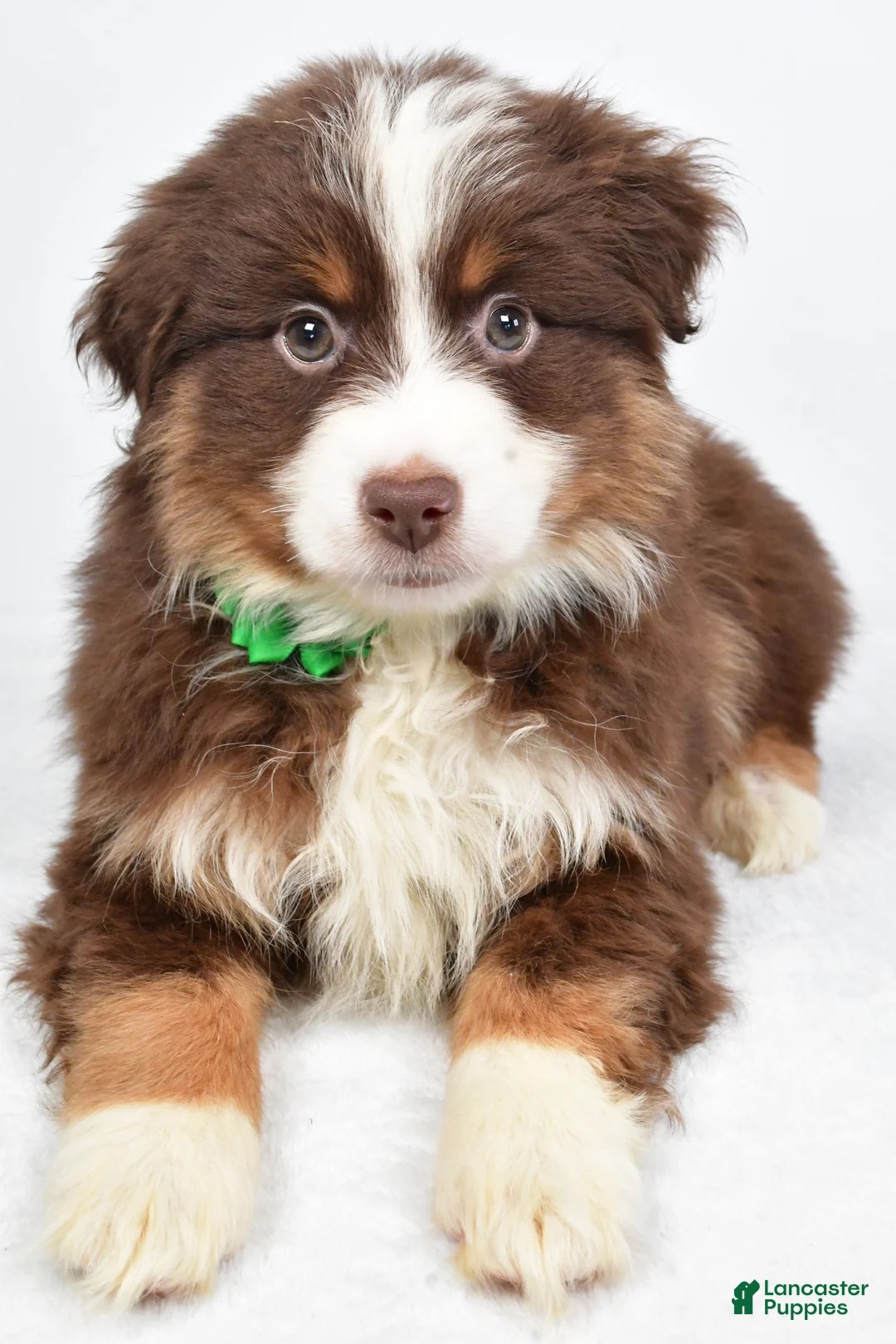 Miniature Australian Shepherd dogs for sale: Rebekah - Ad 8