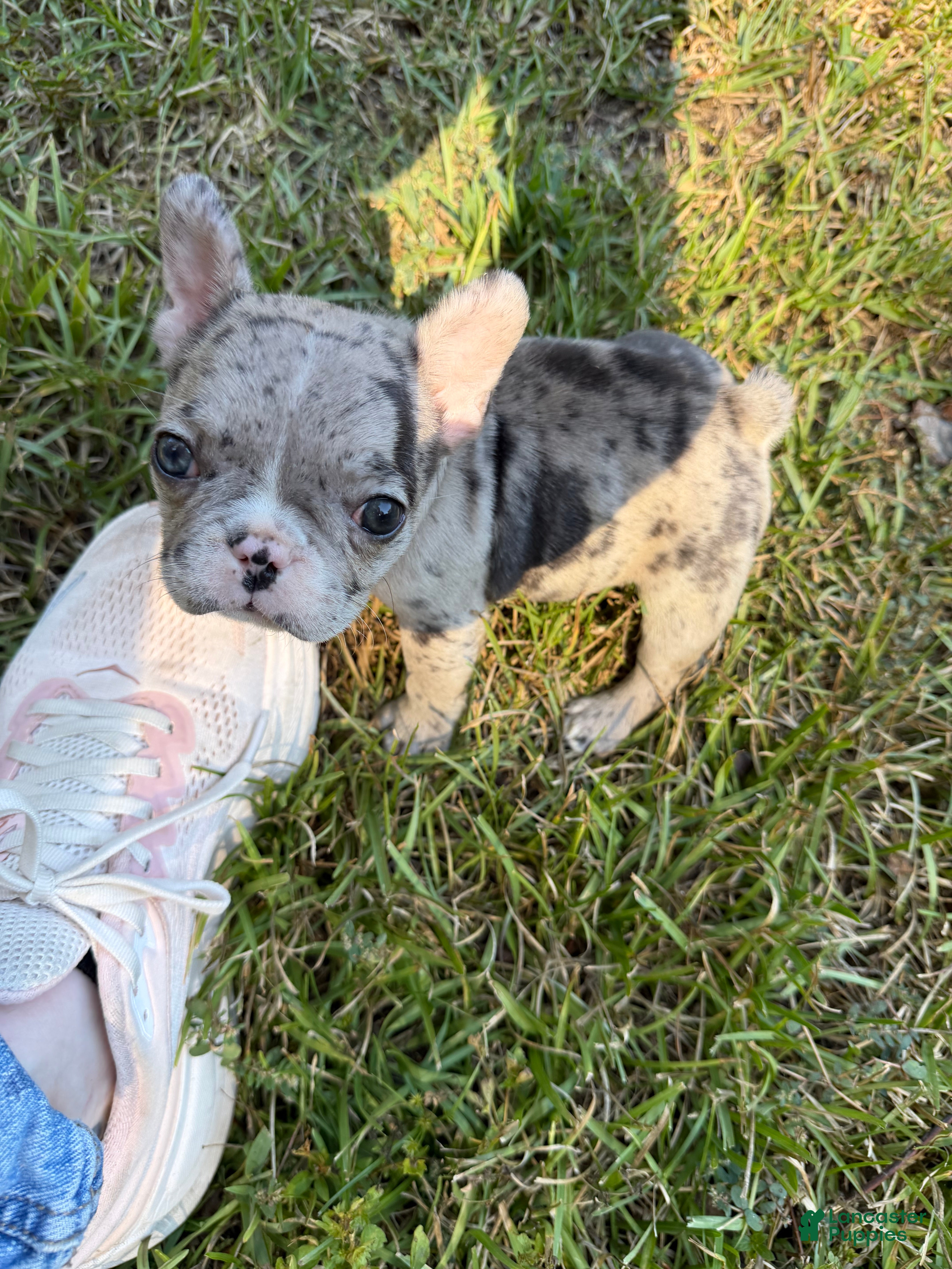French Bulldog dogs for sale: Merle Female A - Ad 1