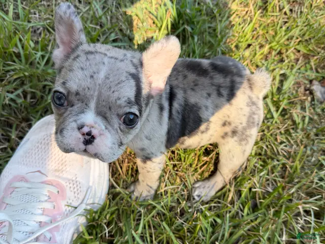 French Bulldog dogs for sale: Merle Female A - Champion Bloodline - Ad 5