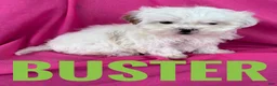 Shihpoo dogs for sale: BUSTER - Ad 4