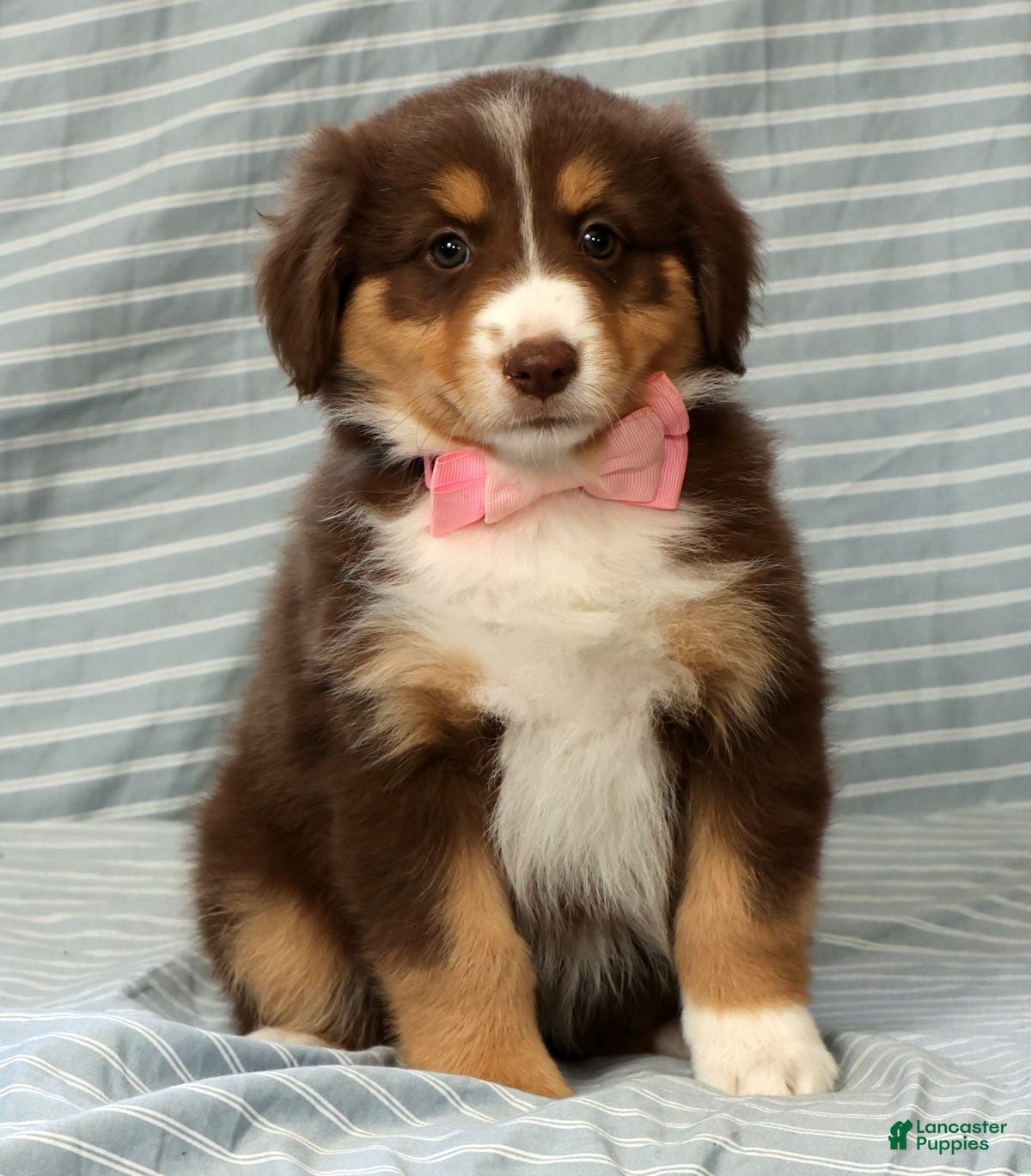 Australian Shepherd dogs for sale: Pearl - Ad 7