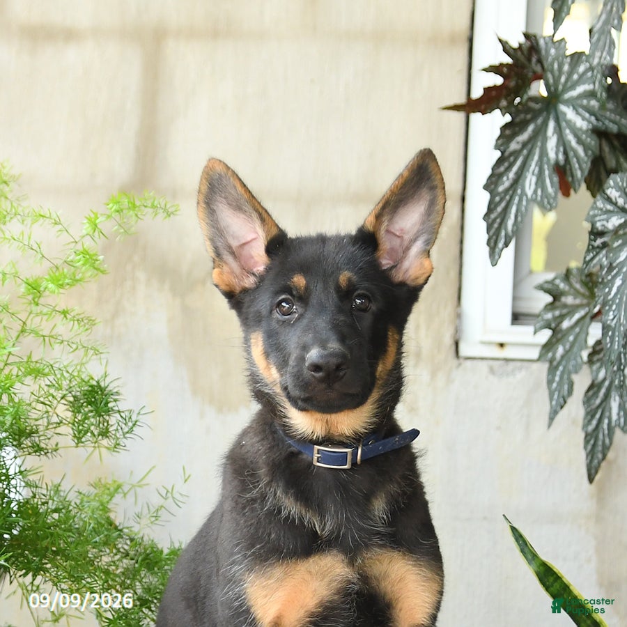 German Shepherd dogs Nikki - Ad 2