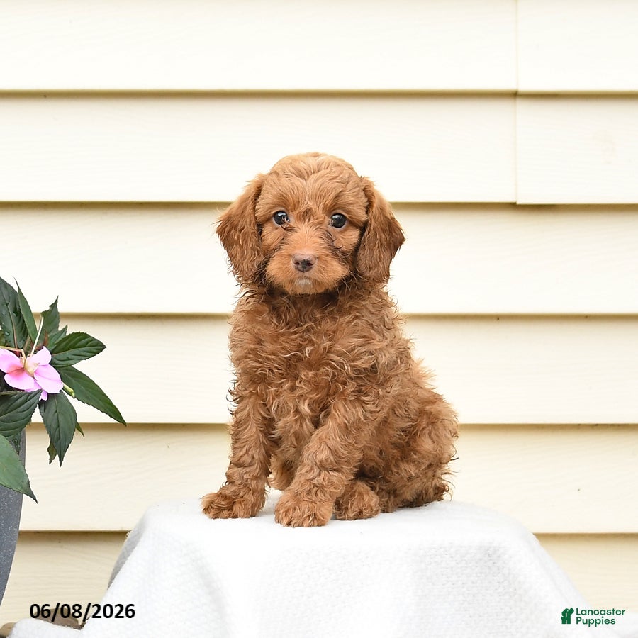 Aussiedoodle dogs Rowdy - Ad 1