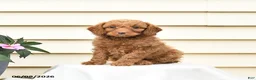 Aussiedoodle dogs for sale: Rowdy - Ad 1