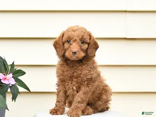 Aussiedoodle dogs for sale: Rowdy - Ad 3