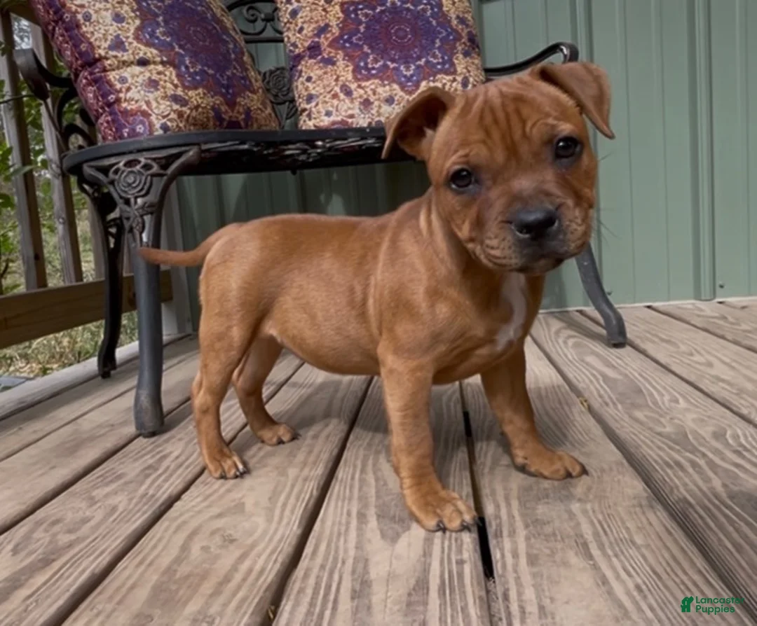 Staffordshire Bull Terrier dogs for sale: Tella - Ad 1
