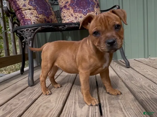Staffordshire Bull Terrier dogs for sale: Tella - Ad 1