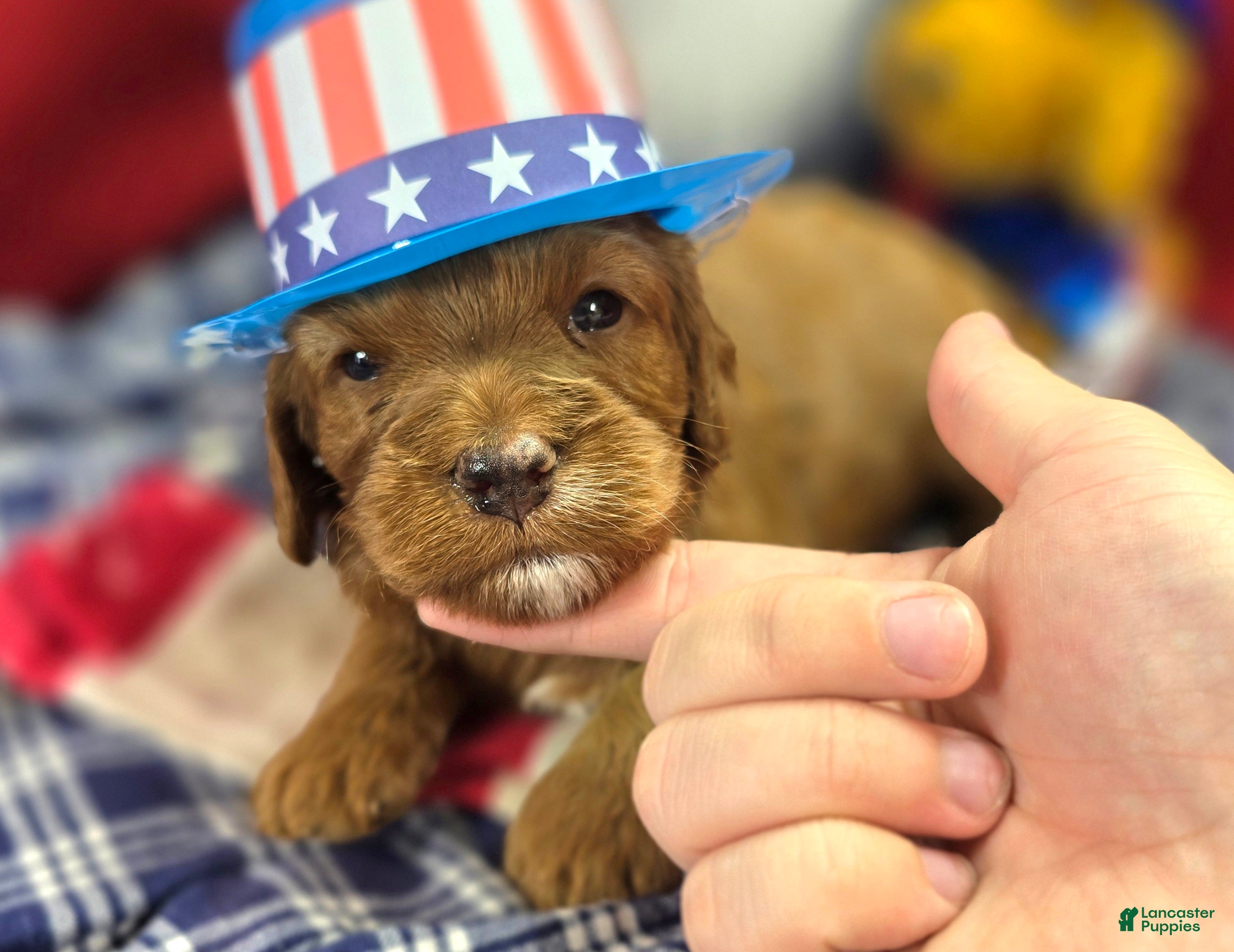 Cockapoo dogs Poppy - Ad 12