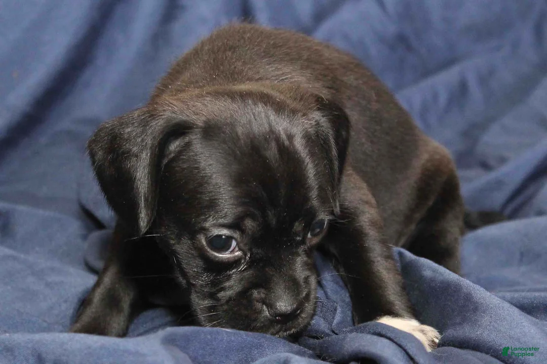Puggle dogs for sale: Dahlia - Ad 1