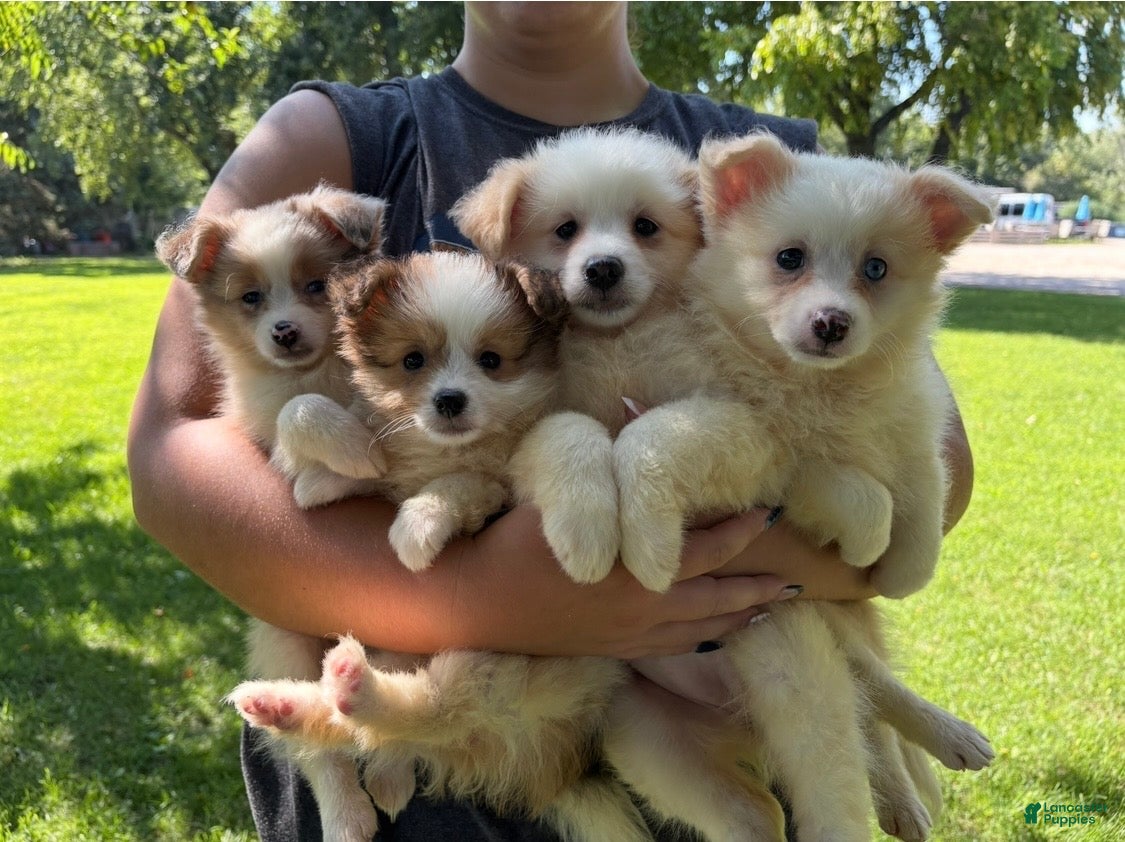 Mixed Breed dogs Mixed Breed 1 - Ad 26