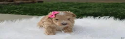 Maltipoo dogs for sale: Bonnie  - Ad 3