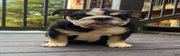 English Bulldog dogs for sale: Raven - Ad 3