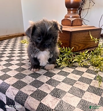 Shih Tzu dogs Jake - Ad 2