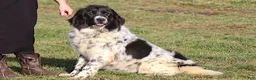 Newfoundland dogs for sale: Ulyssa - Ad 8
