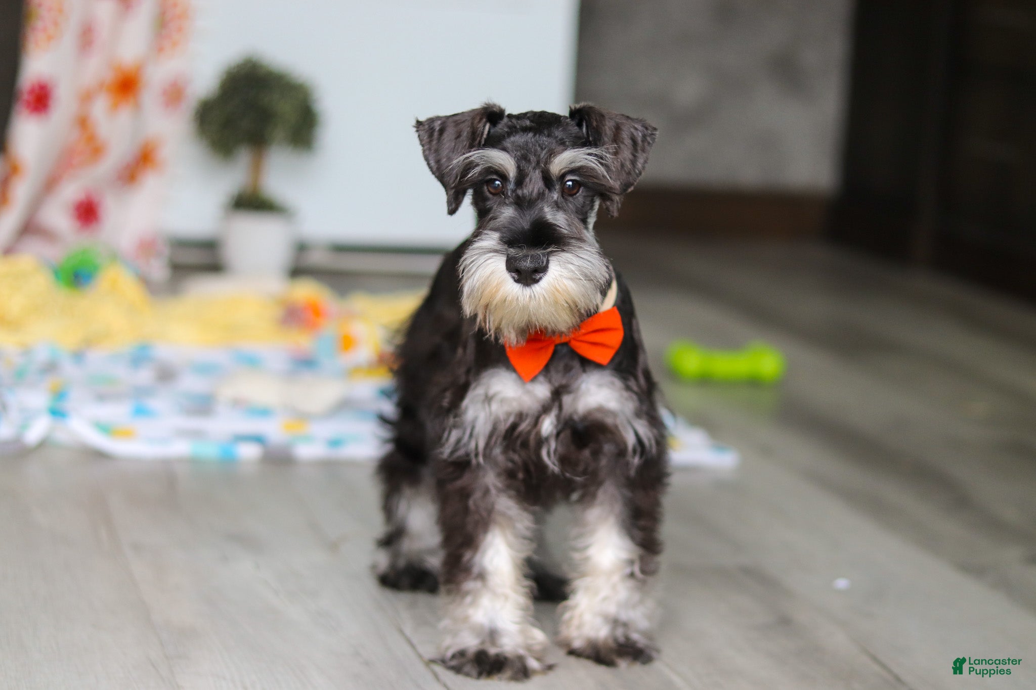 Miniature Schnauzer dogs James - Ad 1