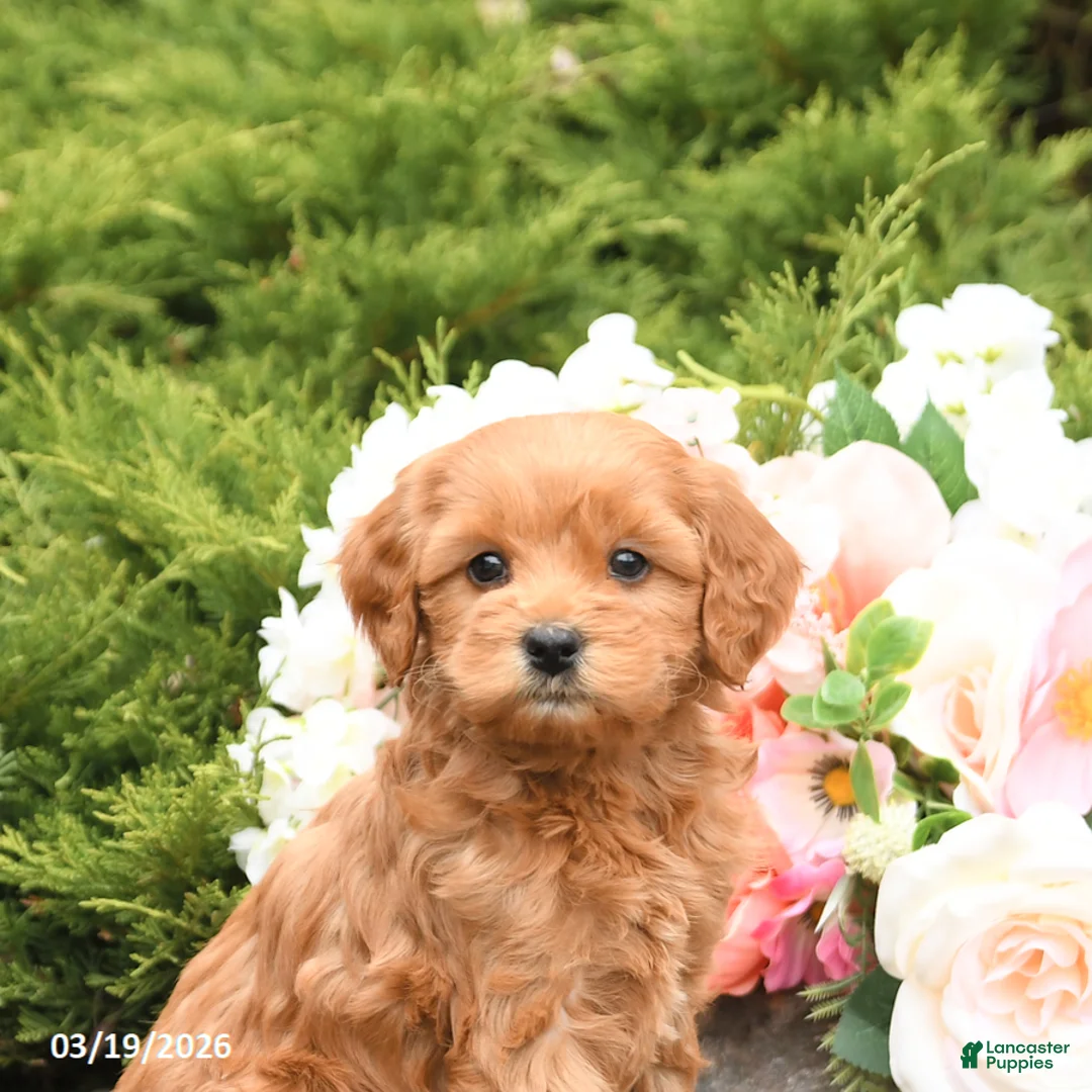 Mini Goldendoodle dogs for sale: Sparks - Ad 5