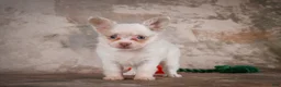 Chihuahua dogs for sale: Charlie - Ad 12