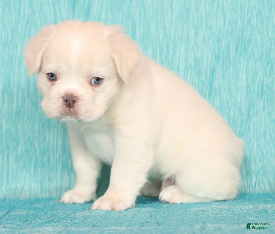 French Bulldog dogs for sale: Scout Fluffy Platinum - Ad 1