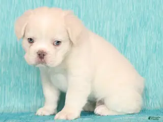 French Bulldog dogs for sale: Scout Fluffy Platinum - Ad 3