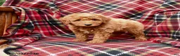 Mini Goldendoodle dogs for sale: Sarge - Ad 3