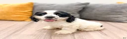 Cocker Spaniel dogs for sale: Emmet - Ad 5
