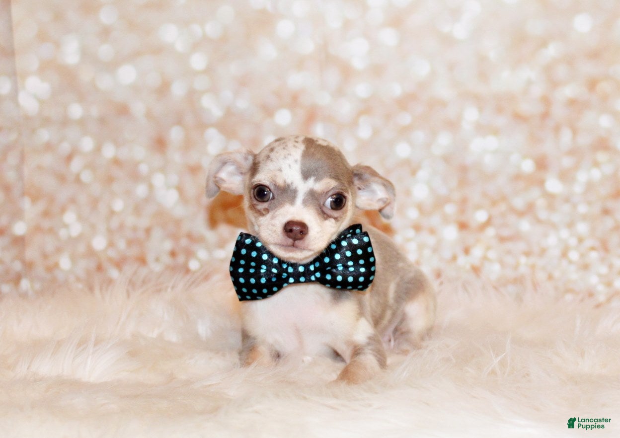 Chihuahua dogs Dover - Ad 1