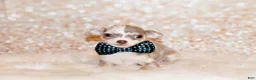 Chihuahua dogs for sale: Dover - Ad 2