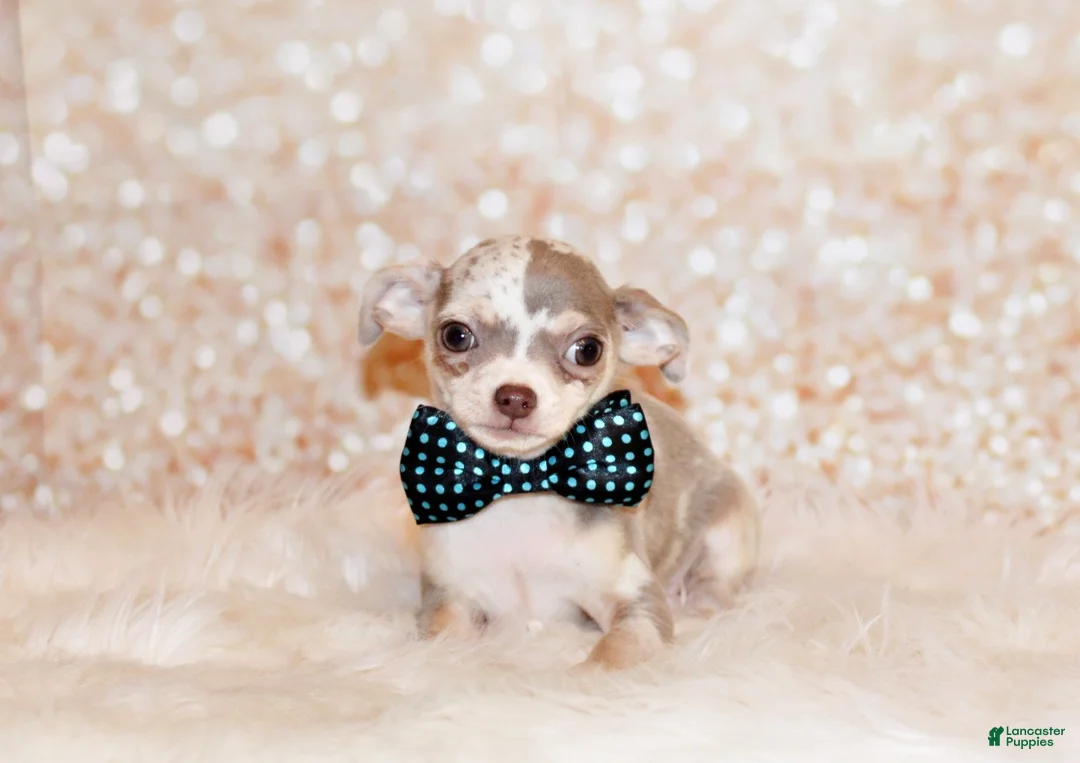 Chihuahua dogs for sale: Dover - Ad 2