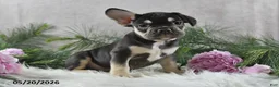 French Bulldog dogs for sale: Henrick - Ad 8