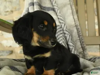Miniature Dachshund dogs for sale: Fern - Ad 3