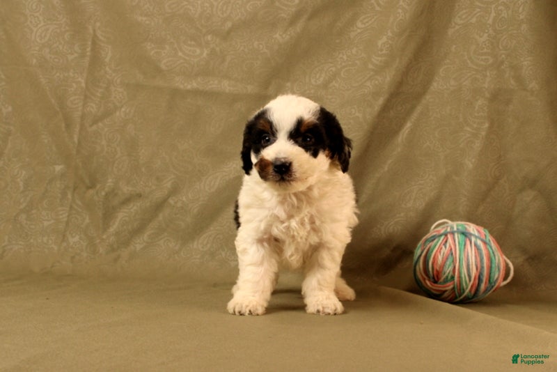 Mini Bernedoodle dogs for sale: Bob - Ad 4