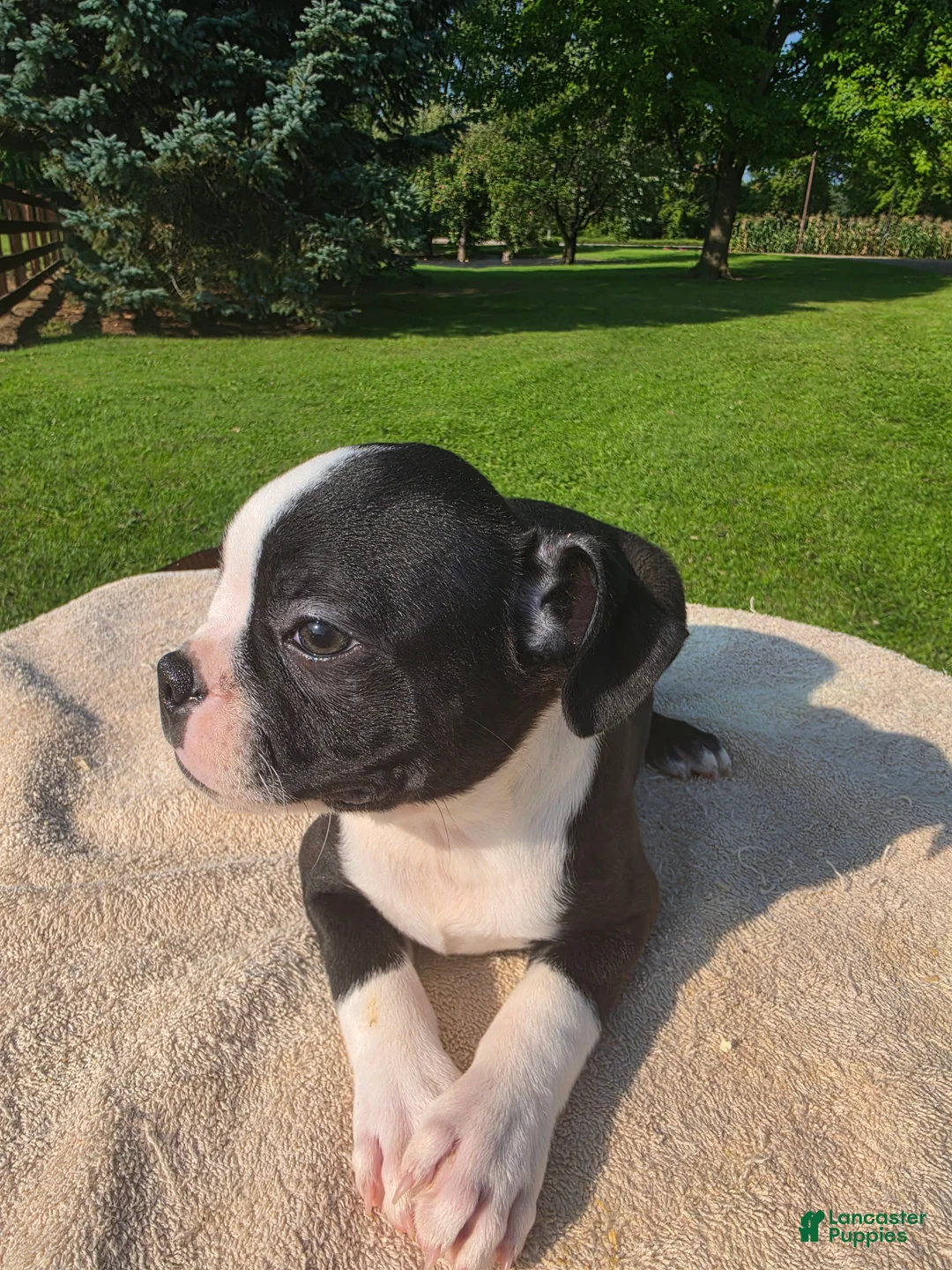 Boston Terrier dogs for sale: Boston Terrier Male 2 - Ad 3