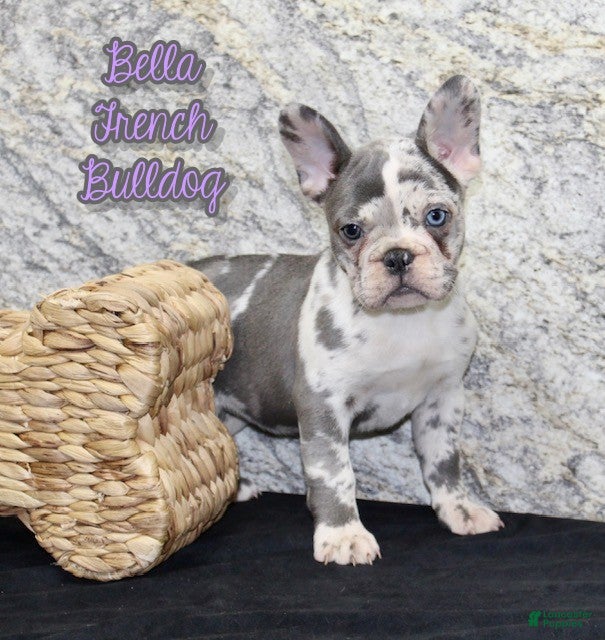 French Bulldog dogs Bella - Ad 23