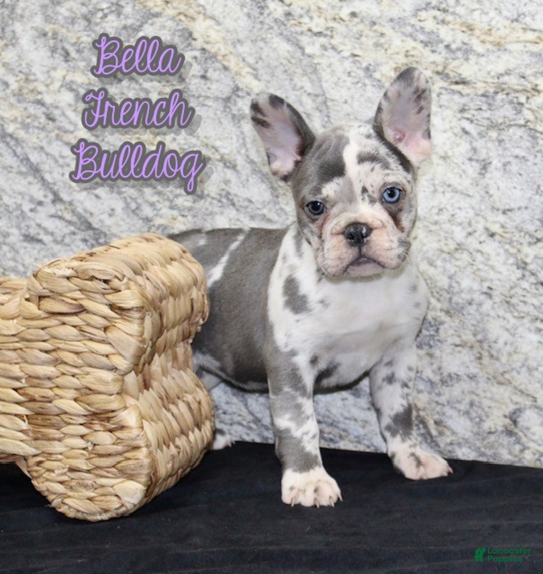 French Bulldog dogs for sale: Bella - Ad 1